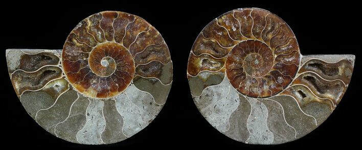 Bargain, Sliced Fossil Ammonite Pair #51479
